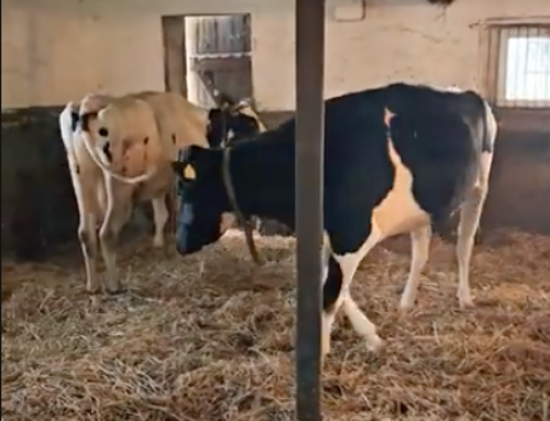 🐄💛 Stella i Luna