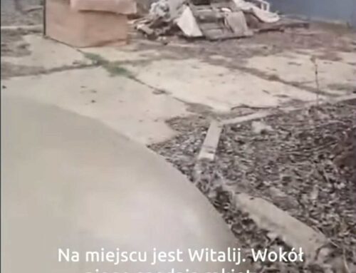 Wojna nie oszczędza nikogo – dramat psów w Chersoniu