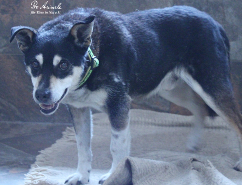 🐶🍂 Korek (15 lat) – staruszek, który wreszcie może odpocząć 🍂🐶
