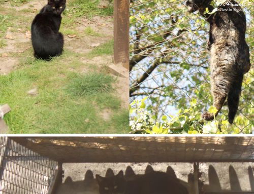 🐱💔 Gepetto, Gaia i Giuseppe – białaczkowe rodzeństwo z Mołtowa 💔🐱