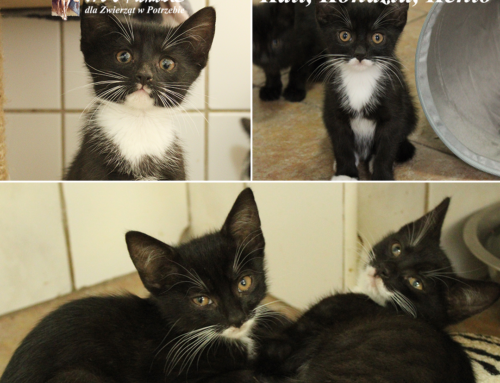 Kali, Kento i Kodziu – porzucone kocięta znalezione w pudełku przed bramą azylu