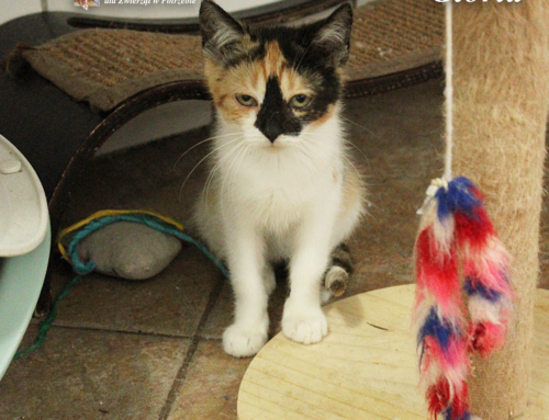 Porzucone kocięta z Kołobrzegu