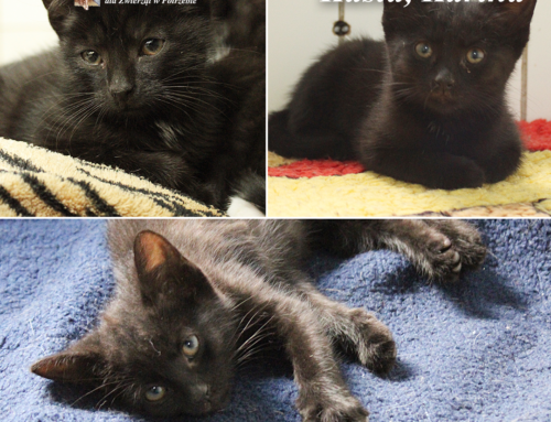 Karina i Kasia – porzucone kocięta wymagające natychmiastowej pomocy