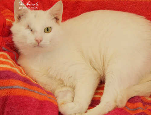 Dezyderiusz (4 lata)