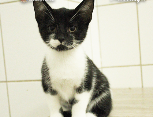 Natalka, Nikola, Nastazja, Niunius, Nolan (4 miesiące)