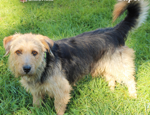 Mały Supeł z Siemyśla