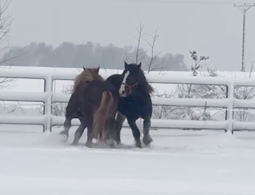 Aktualizacja: Ratunek dla Koni
