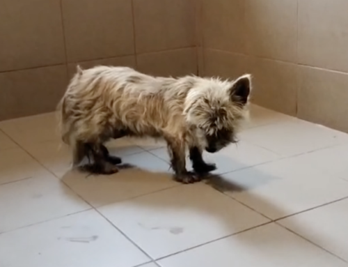 Ratunek Lili – znaleziona w lesie