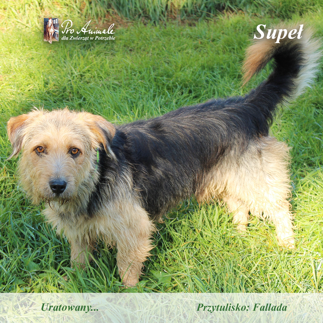 Mały Supeł z Siemyśla