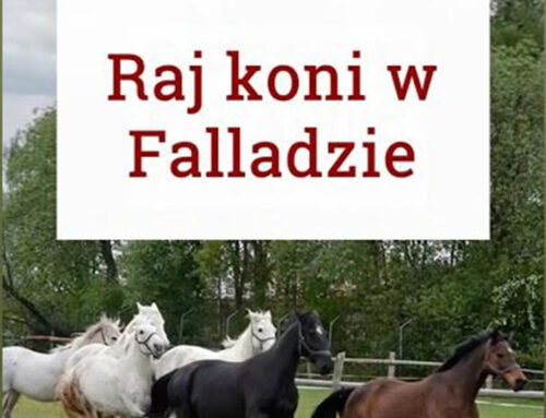 Dalsze losy uratowanych konii w ośrodku Fallada