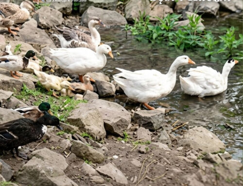 Ratunek kaczek i gęsi