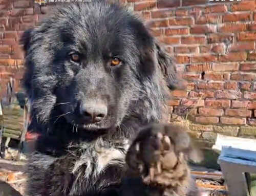 ROKO – całe życie na łańcuchu