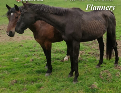 Flavia, Fiorella i Flannery