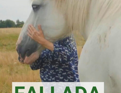 Fallada – cały film